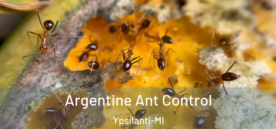 Argentine Ant Control Ypsilanti-MI