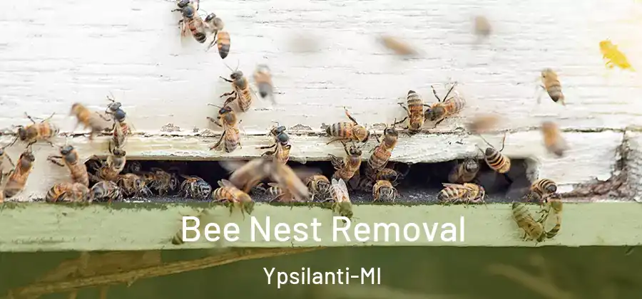  Bee Nest Removal Ypsilanti-MI
