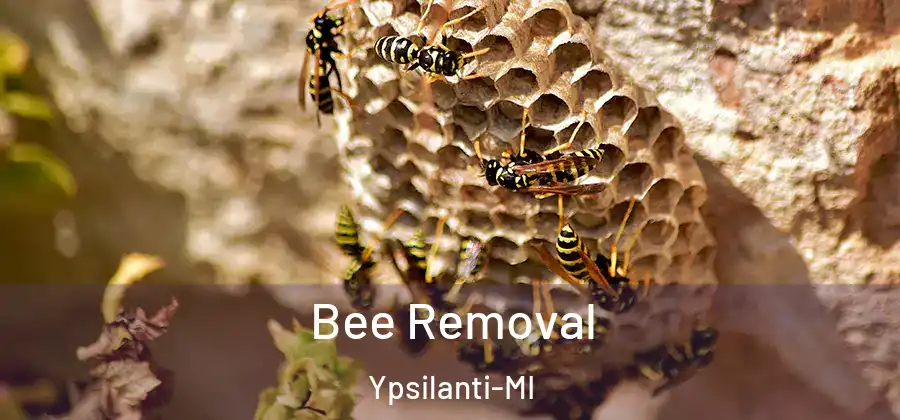Bee Removal Ypsilanti-MI