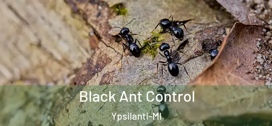 Black Ant Control Ypsilanti-MI