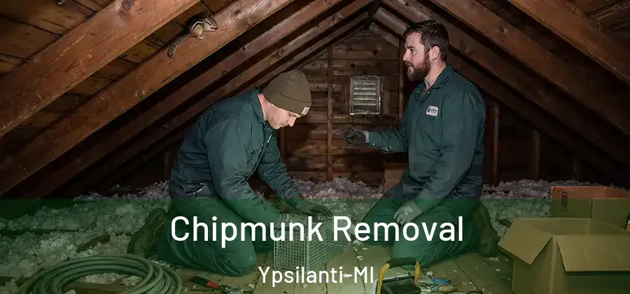  Chipmunk Removal Ypsilanti-MI