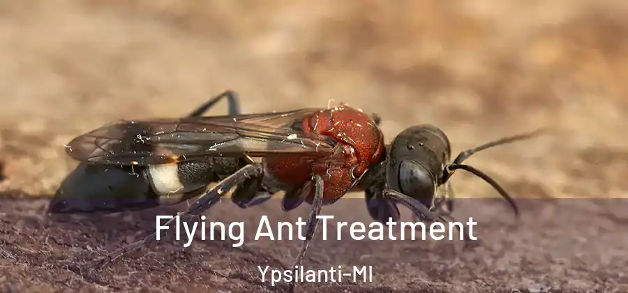 Flying Ant Treatment Ypsilanti-MI