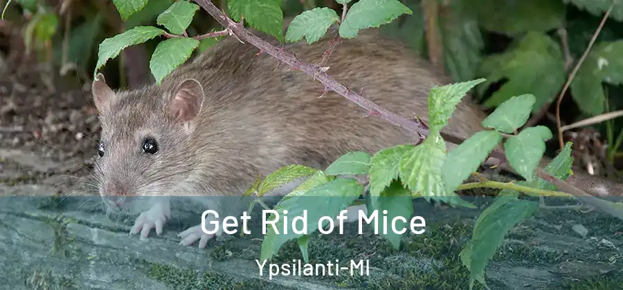 Get Rid of Mice Ypsilanti-MI
