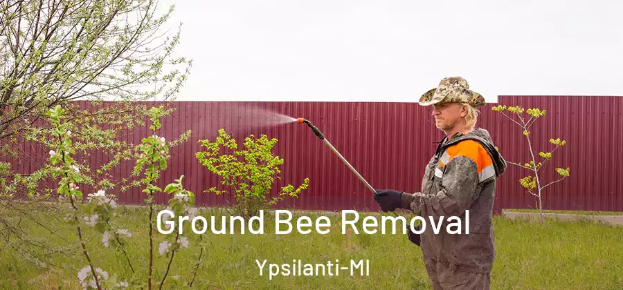Ground Bee Removal Ypsilanti-MI