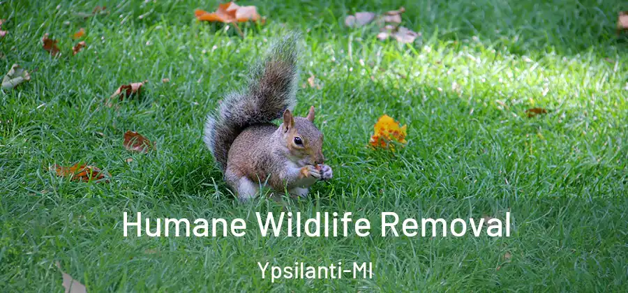 Humane Wildlife Removal Ypsilanti-MI