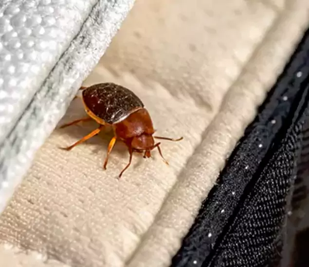 Trusted Bed Bug Prevention Specialists in Ypsilanti, MI