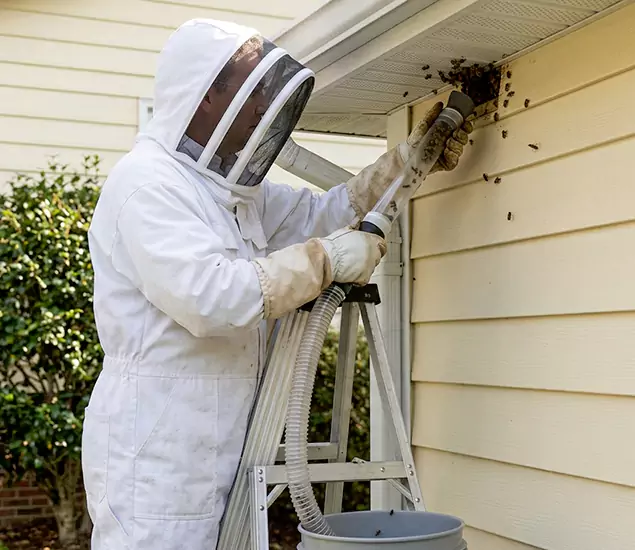 Your Affordable Bee Removal Company in Ypsilanti, MI
