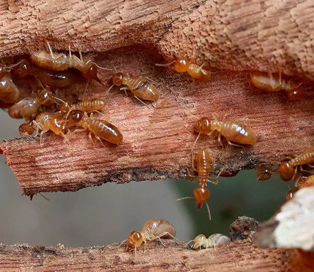 About Our Drywood Termite Treatment Experts in Ypsilanti, MI