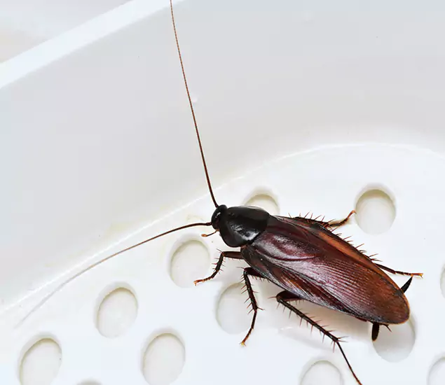 Trusted Cockroach Exterminator: Your Roach Control Services in Ypsilanti, MI