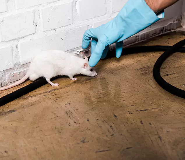 About Rodent Control Experts in Ypsilanti, MI