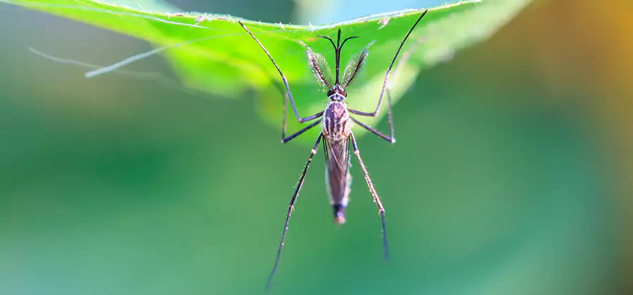 Natural Mosquito Spray for Yard in Ypsilanti