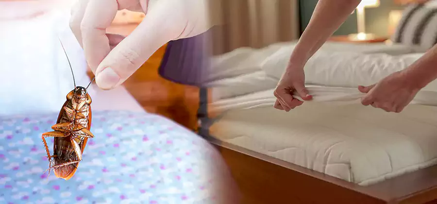 Bed Bug Home Extermination Service in Ypsilanti