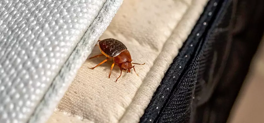 Commercial Bed Bug Control in Ypsilanti
