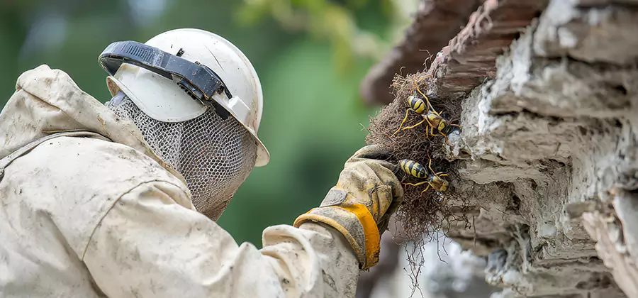 Bee and Wasp Hornet Removal in Ypsilanti