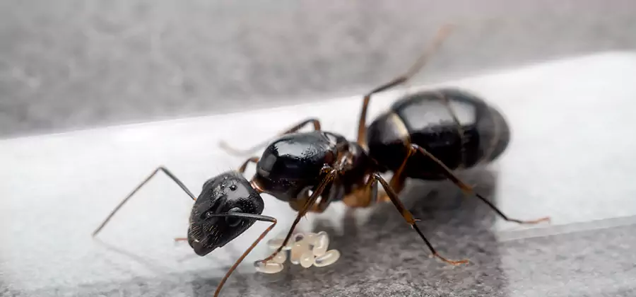 Black Ants in Kitchen Elimination in Ypsilanti