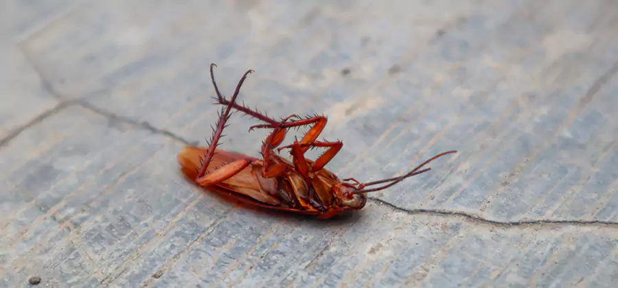 Cockroach Eradication for Commercial Properties in Ypsilanti