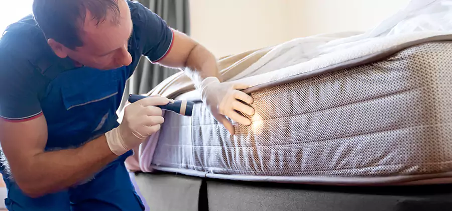 24 Hour Bed Bug Pest Control in Ypsilanti