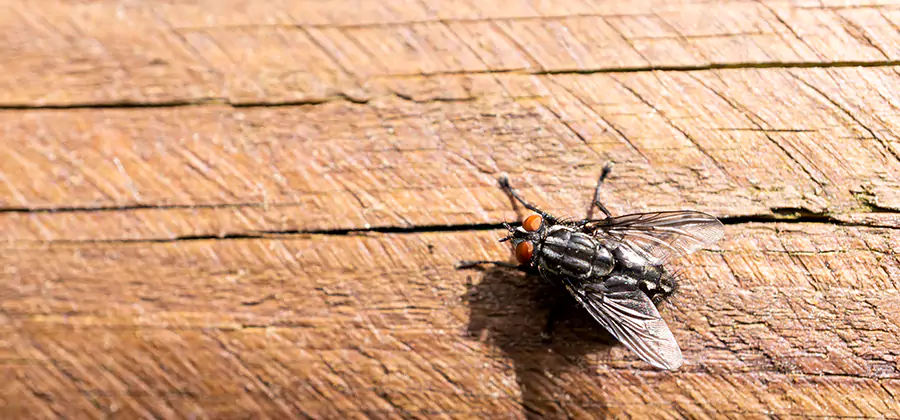 Flying Ant Barrier Treatment in Ypsilanti