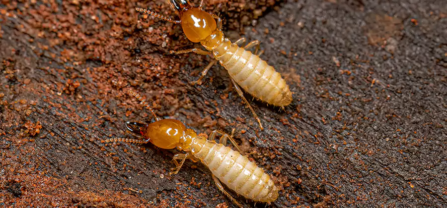 Structural Heat Termite Treatment in Ypsilanti