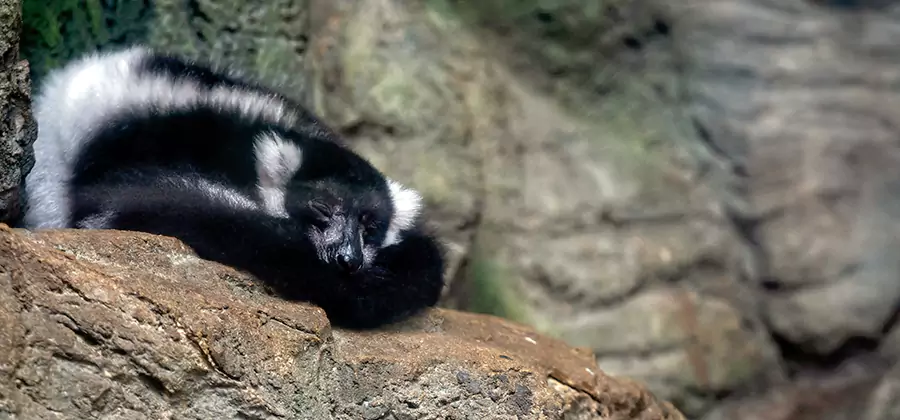 Humane Skunk Removal in Ypsilanti