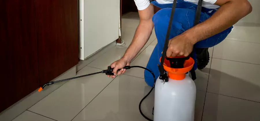 Indoor Insect Killer Solutions in Ypsilanti
