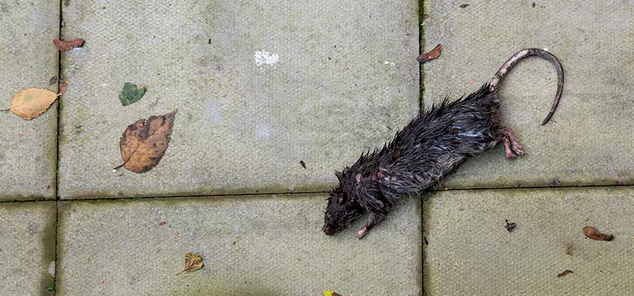 Mice in the Attic Removal in Ypsilanti