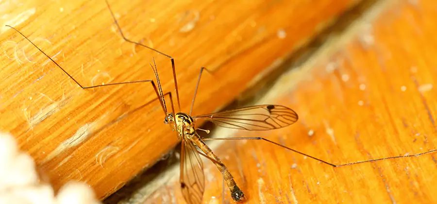 Exterior Mosquito Control in Ypsilanti
