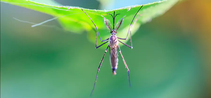 Pest and Mosquito Control for Yard and Patio in Ypsilanti
