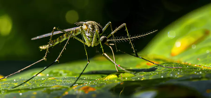 Tick and Mosquito Spray in Ypsilanti
