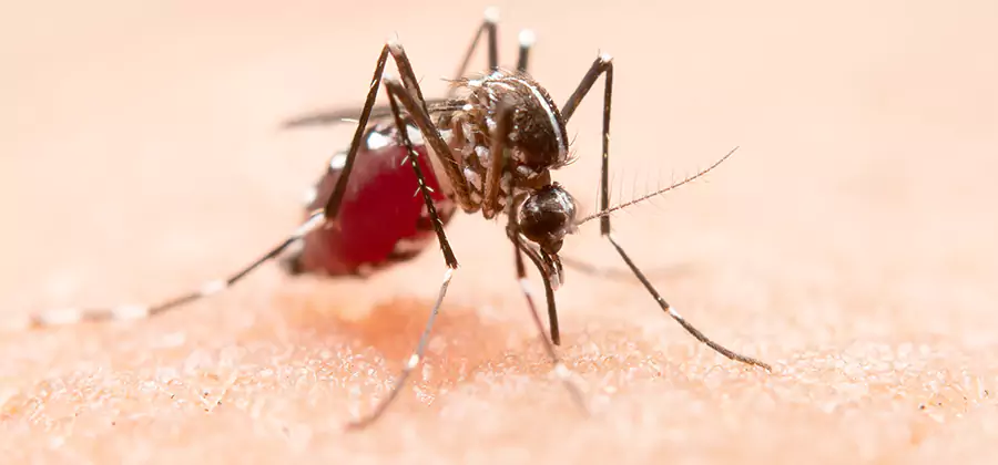 Pond Mosquito Control and Water Treatment in Ypsilanti