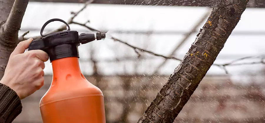 Orange Oil Structural Cavity Treatment in Ypsilanti