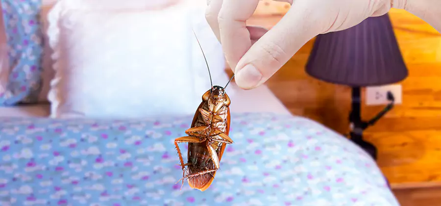 Bed Bug Inspection in Ypsilanti