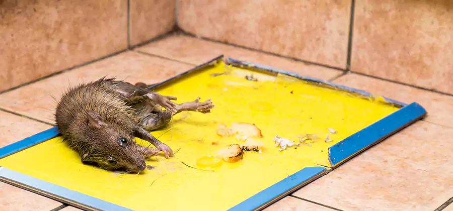 Rat Trapping Service In Ypsilanti