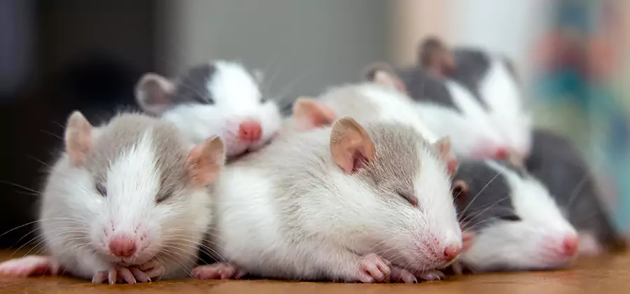Rat Infestation Exclusion Service in Ypsilanti