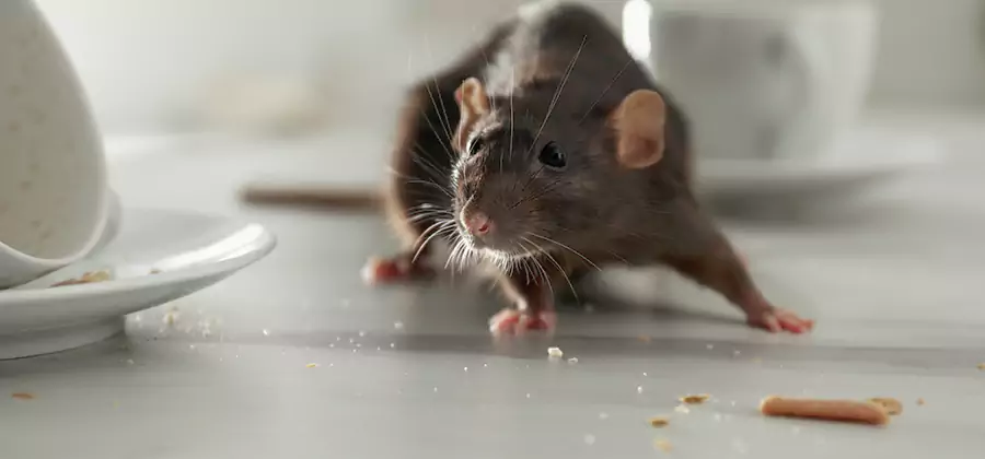 Attic Rat Exclusion Service in Ypsilanti