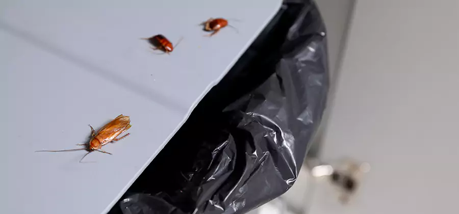 German Roach Pest Control in Ypsilanti