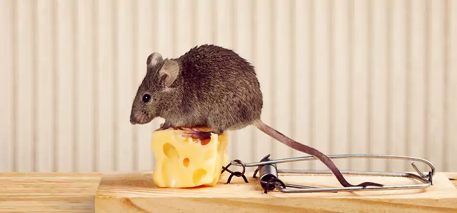 Commercial Rodent Exclusion Services in Ypsilanti