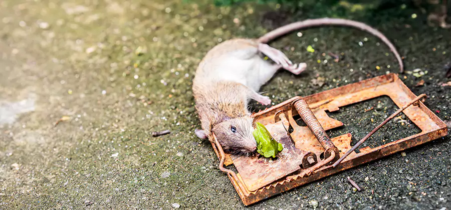 Rat Trapping in Ypsilanti
