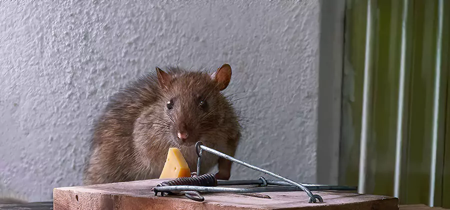 Roof Rat Proofing Service in Ypsilanti