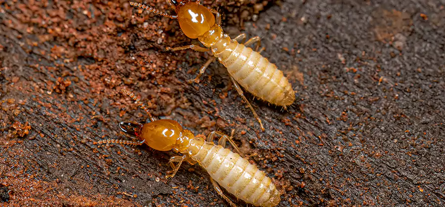 Sentricon Residential Termite Control in Ypsilanti
