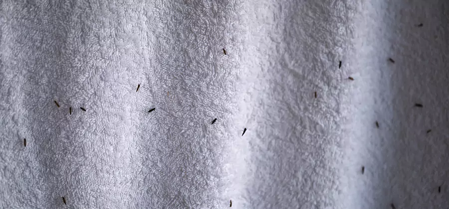 Small Black Ants in Bathroom Treatment in Ypsilanti