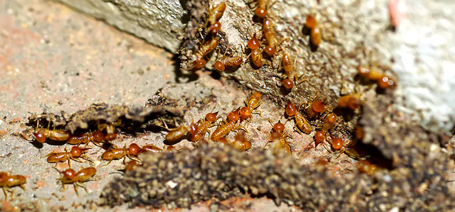 Wood Treatment and Localized Termite Solutions in Ypsilanti