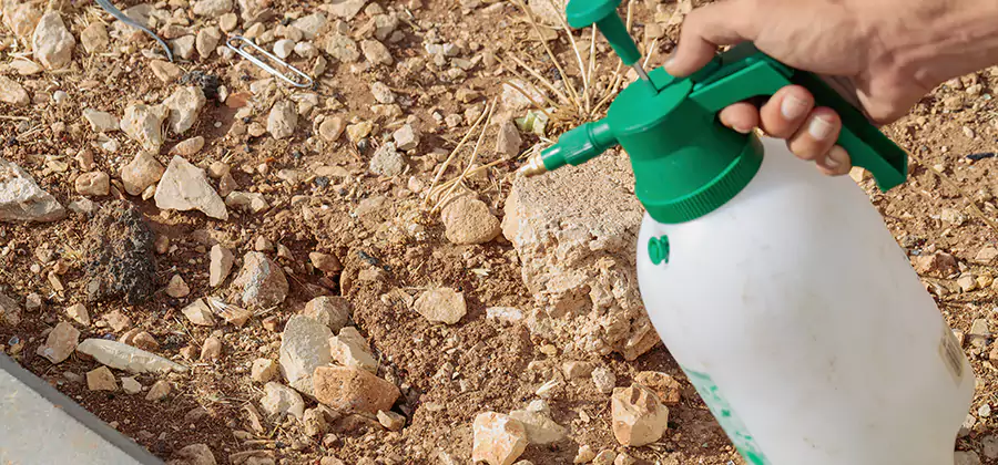 Heat Treatment Termite Cost in Ypsilanti