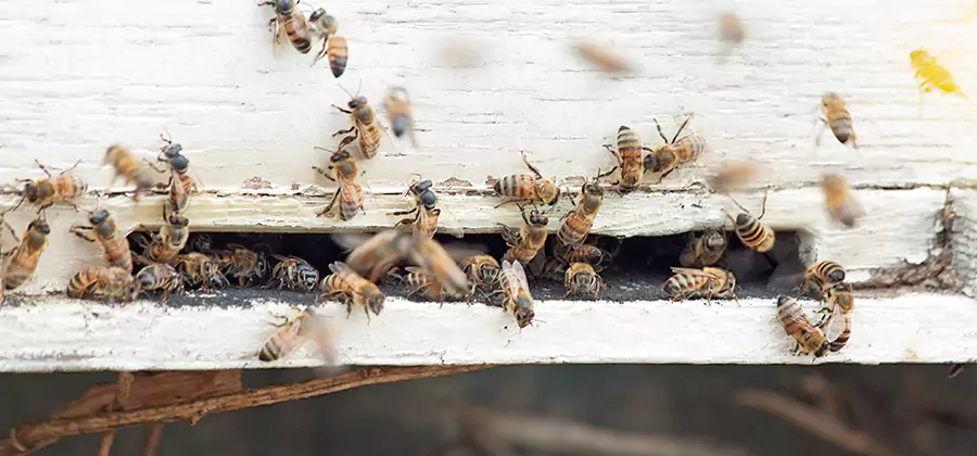 Residential Termite Fumigation in Ypsilanti