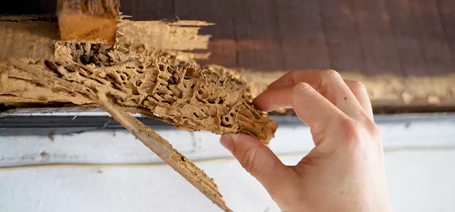 Pre-Purchase Termite Inspection in Ypsilanti