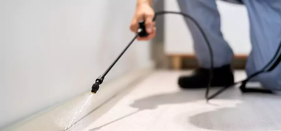 Direct Termite Injection Treatment in Ypsilanti