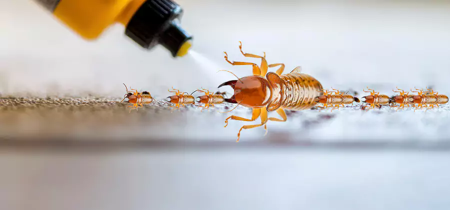 Foundation Termite Spraying Control in Ypsilanti