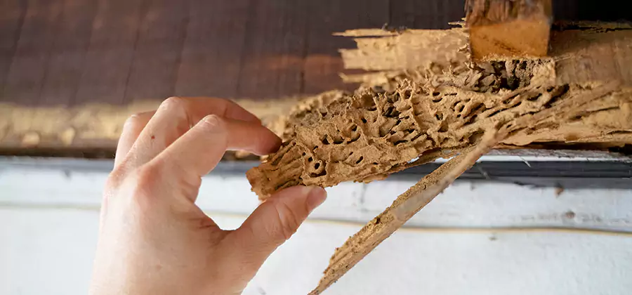 Pre-Construction Termite Treatment in Ypsilanti