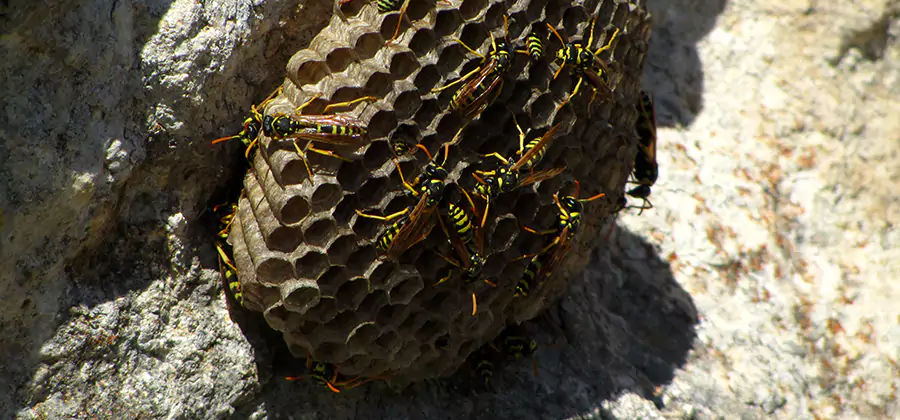 Wasp Nest in Tree Removal Ypsilanti