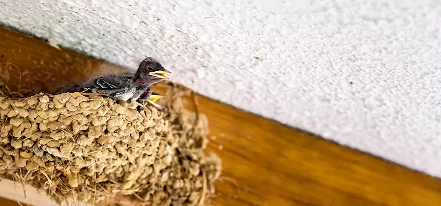 Bird Removal From House in Ypsilanti